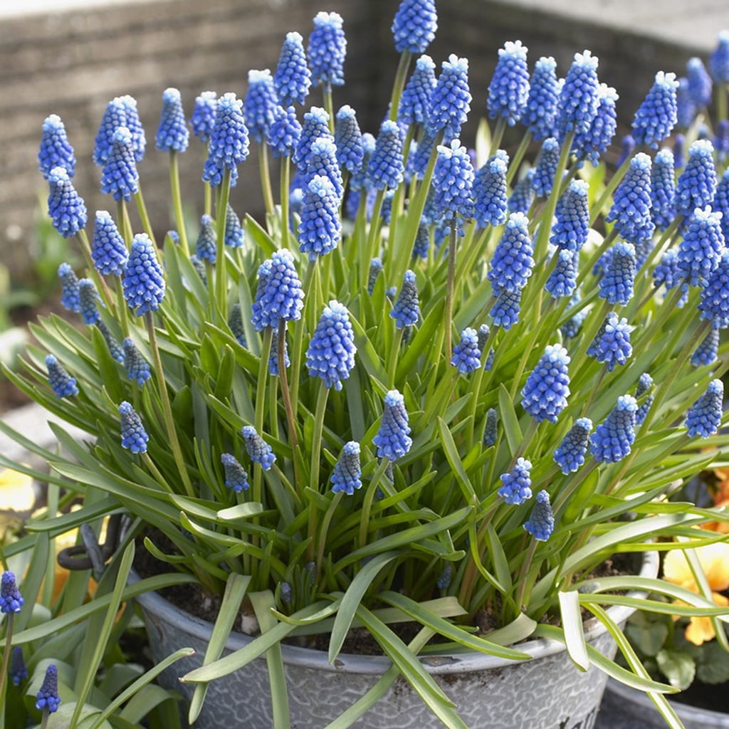 Van Zyverden Grape Hyacinths for Containers Set of 25 Bulbs Blue Partial Sun Perennial Fragrant 1 lb