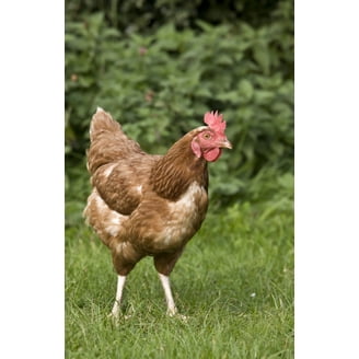 Chicken In A Field Canvas Art - John Short Design Pics (22 x 34 ...