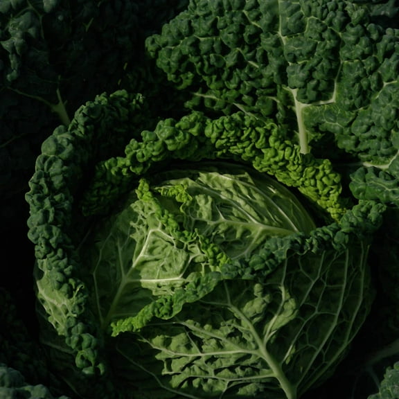 Cabbage Seeds - Famosa Organic Variety Cabbage Seeds - Non-GMO - 50 Seeds