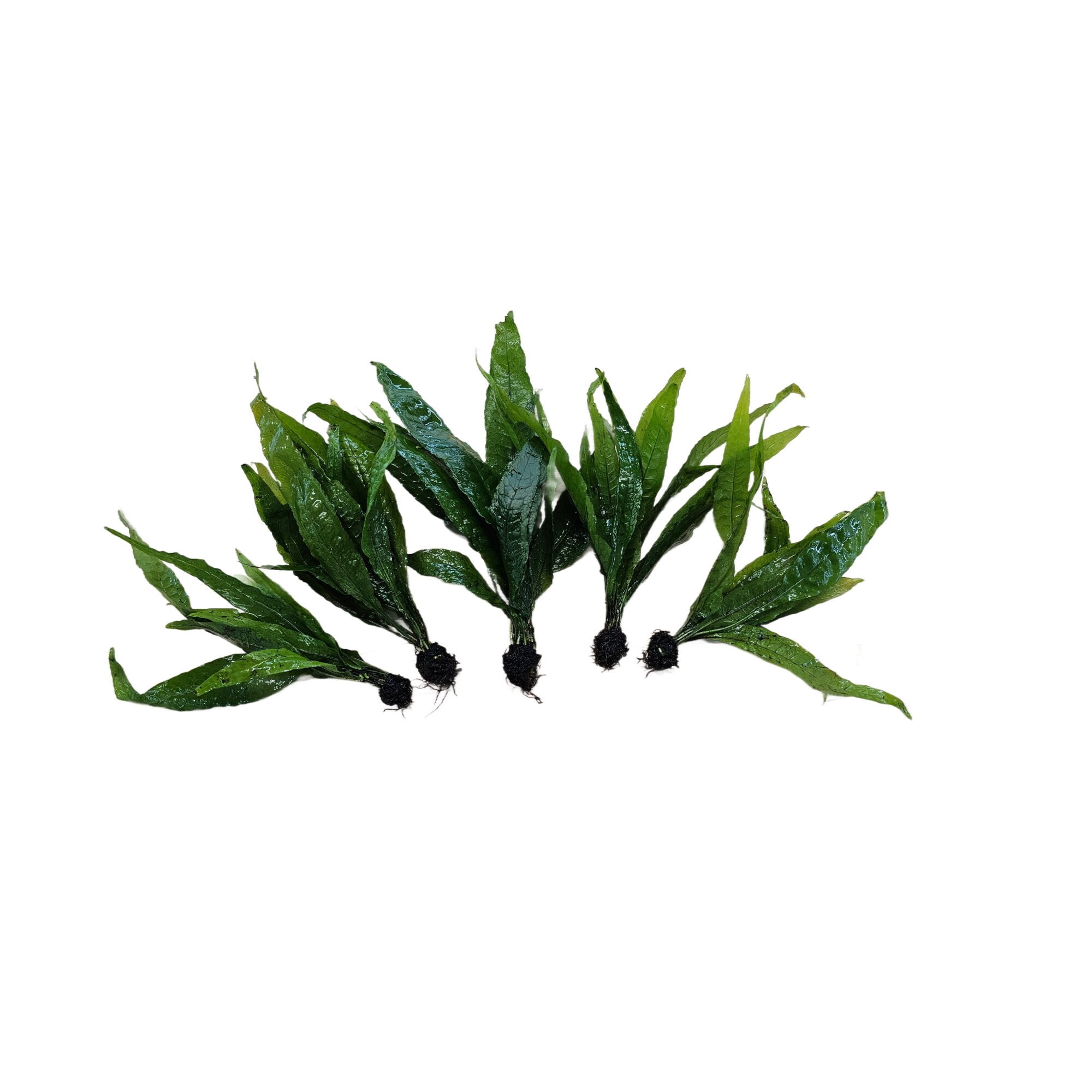 Centerpiece Bundle - 20-40 Gallon Tanks Our Choice (5 Pack - 10 Plants)