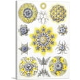 thumbnail image 1 of ARTCANVAS Examples Of Polycyttaria Kunstformen Der Natur 1899 Canvas Art Print by Ernst Haeckel - Size: 40" x 26" (1.50" Deep), 1 of 9