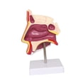 thumbnail image 2 of Modelo de demostración de cavidad nasal humana Enseñanza Muestra de suministro Biología Realista Modelo de garganta humana para niños Clase de regalo, 2 of 9