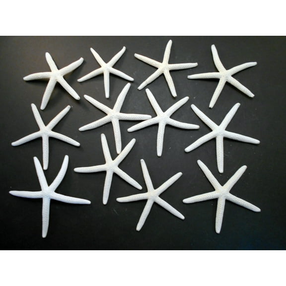 12 White Pencil (Finger) Starfish 3-4" Beach Wedding Nautical Decor Crafts