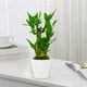 thumbnail image 5 of Macetas de plástico de 8,9 cm con platillos: Macetas modernas para interior y exterior con orificios de drenaje para suculentas,hierbas y cactus, 5 of 6