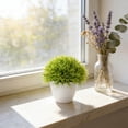 thumbnail image 5 of Miniature Bonsai Tree for Home Desk and Living Room Interior, 5 of 5