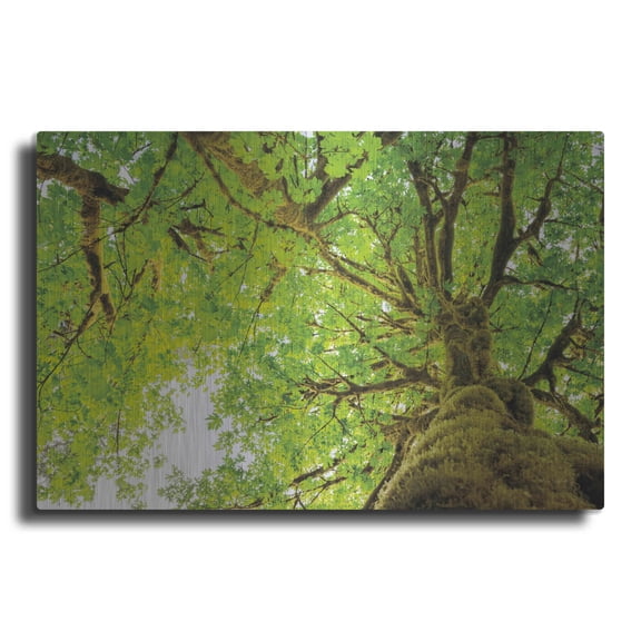Luxe Metal Art 'Big Leaf Maple Trees II' by Alan Majchrowicz,Metal Wall Art, 16"x12"