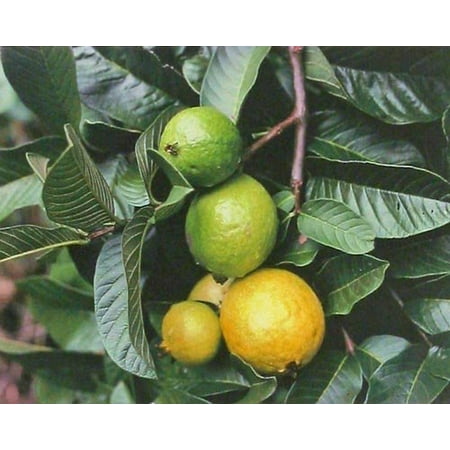 Patio Fruit Tree - Hawaiian Guava Fruit Plant Seeds ~ Grow Hawaii