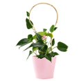 thumbnail image 1 of U-Hoops Bamboo Climber Trellis for Vine Branches Support Household Plant Planting Tool, 1 of 4