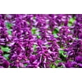 thumbnail image 5 of 100 MIXED COLORS SALVIA Splendens Red Purple White Pink Sage Flower Seeds, 5 of 9