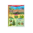 thumbnail image 1 of Póster Reino Plantae Educatodo B-0154-I, 1 of 2