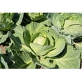 thumbnail image 5 of 500 Seeds GOLDEN ACRE Early CABBAGE Brassica Oleracea Capitata Vegetable Seeds, 5 of 9