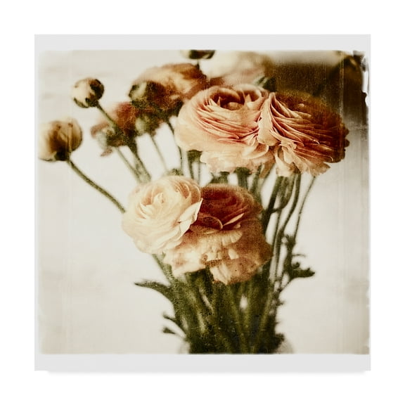 Trademark Fine Art 'Floral Ranunculus White Soft' Canvas Art by Michael Harrison