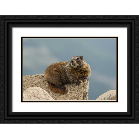 Illg, Cathy and Gordon 32x23 Black Ornate Wood Framed with Double Matting Museum Art Print Titled - CO, San Juan Mts Yellow-bellied marmot on rock
