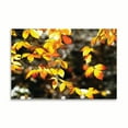 thumbnail image 2 of Gango Home Decor Autumn Leaves 1 by Alan Hausenflock (Printed on Paper); One 36x24in Fine Art Paper Giclee Print, 2 of 4