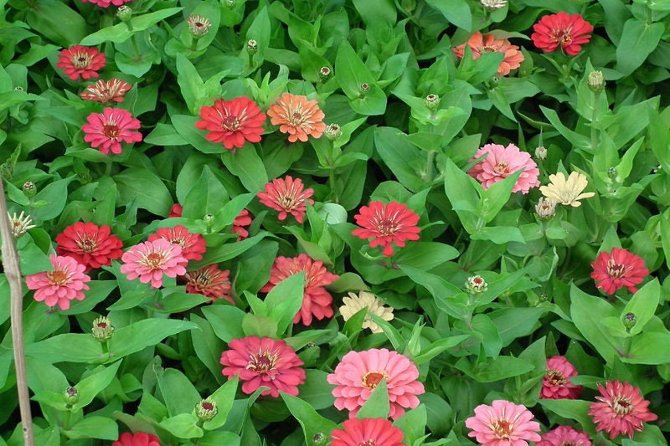 Jual 25seeds VIOLET QUEEN ZINNIA DAHLIA Zinnia Elegans LARGE DOUBLE Flower I.1170625