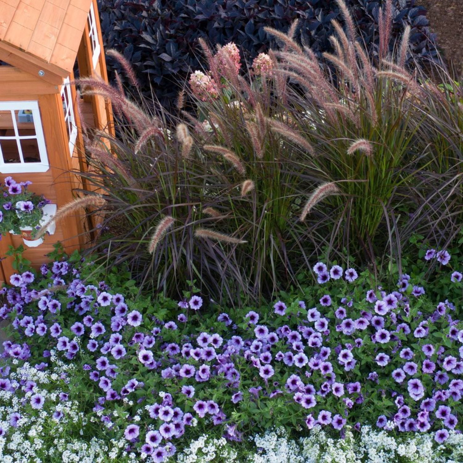 Proven Winners 8" Purple Graceful Grasses Purple Fountain Grass Purple Fountain Grass Live Plant in 6.5" Pot