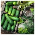 thumbnail image 2 of Everwilde Farms - 1 lb Pioneer F1 Hybrid Cucumber Seeds - Gold Vault Bulk Seed Packet, 2 of 3
