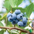 thumbnail image 3 of Blueberry, Top Hat 1 gal, 3 of 9