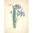 thumbnail image 2 of Redoute, P. J. 11x14 White Modern Wood Framed Museum Art Print Titled - Iris Frangee, 2 of 4