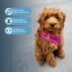 thumbnail image 2 of Best Pet Supplies - Arnés para perros Voyager Step-in Air, arnés de malla para todo tipo de clima para perros pequeños y medianos, 2 of 5