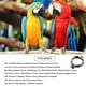 thumbnail image 4 of Anillo Pie de Loro TFixol, 4 of 6