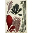 thumbnail image 2 of Unknown 17x24 White Modern Wood Framed Museum Art Print Titled - Coral And Seaweed Montage III, 2 of 4