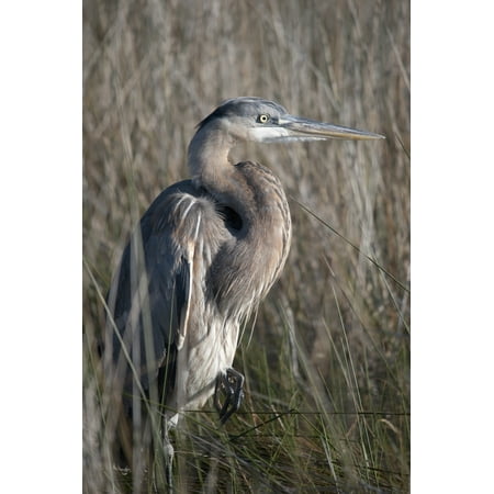 Blue heronGulf shores alabama united states of america Canvas Art - Jim Julien Design Pics (24 x 38)