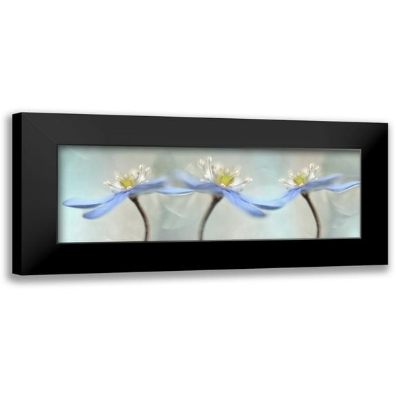 Westum, Heidi 14x7 Black Modern Framed Museum Art Print Titled - Dancing anemones