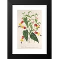 thumbnail image 2 of Charles Antoine Lemaire 17x24 Black Modern Framed Museum Art Print Titled - Abutilon Vexillarium (1854-1896), 2 of 5