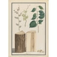 thumbnail image 3 of Ludwig Pfleger 18x24 Black Modern Framed Museum Art Print Titled - Studies of the Leaves, Blossoms, Fruits and Trunk of an English Elm (Ulmus Procera) (1788), 3 of 5