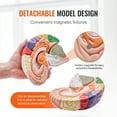 thumbnail image 4 of VEVOR Human Brain Model Anatomy, 2X Life-Size 4-Part Human Brain Anatomical Model with Labels & Display Base, Color-Coded Detachable Brain Model, 4 of 9