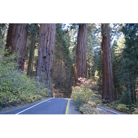 Canvas Print National Forest California Trees Sequoia Park Stretched Canvas 10 x