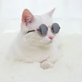 thumbnail image 4 of Cat Sunglasses Summer Outdoor Puppy UV Protection Sunglasses Dolls Sun Glasses Small Dog Cosplay Photo Props Cute Pet Sunglasses, 4 of 10