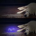 thumbnail image 4 of Uv Flash , 51 Led Ultravi Pet Urine Detector, 4 of 4