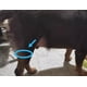 thumbnail image 2 of Arnés Perros Con Displasia Fracturas O Seniles Una Pieza., 2 of 7