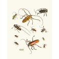 thumbnail image 2 of Johann Heinrich Sulzer 15x18 Gold Ornate Wood Frame and Double Matted Museum Art Print Titled - Dr. Sulzer's Short History of Insects, Pl. 05 (1776), 2 of 4