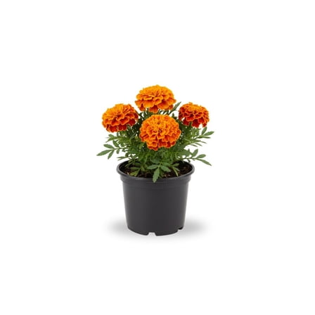 Orange Marigold Live Plant, 2 Per Pot Vibrant Flower Plant 4 Inches Tall for Patio