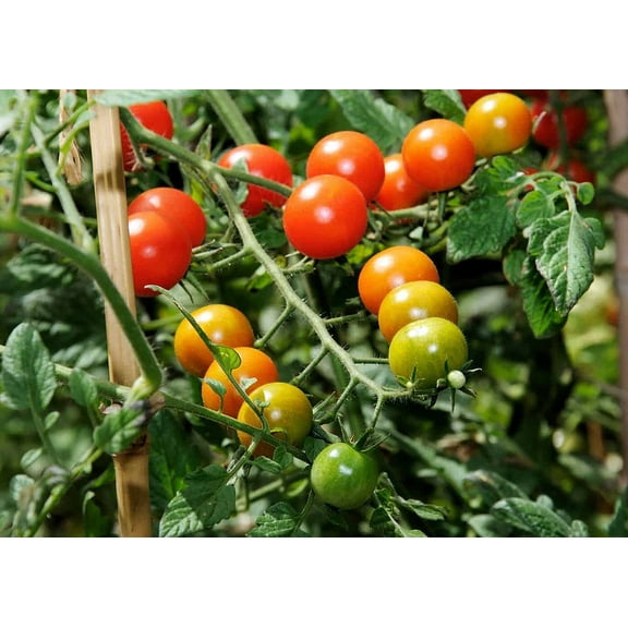 Sweet Million Cherry Tomato Plant - 2.5" Pot - Up to 2000 Cherries