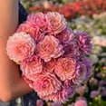 thumbnail image 1 of TASC Flower Bulbs Dahlia Decorative Pink Magic (2 Bulbs), 1 of 1