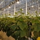 thumbnail image 5 of 10 Pack Tomato Hooks with Rope, Tomatoes and Cucumbers, Greenhouses for Other Vegetables, 5 of 5