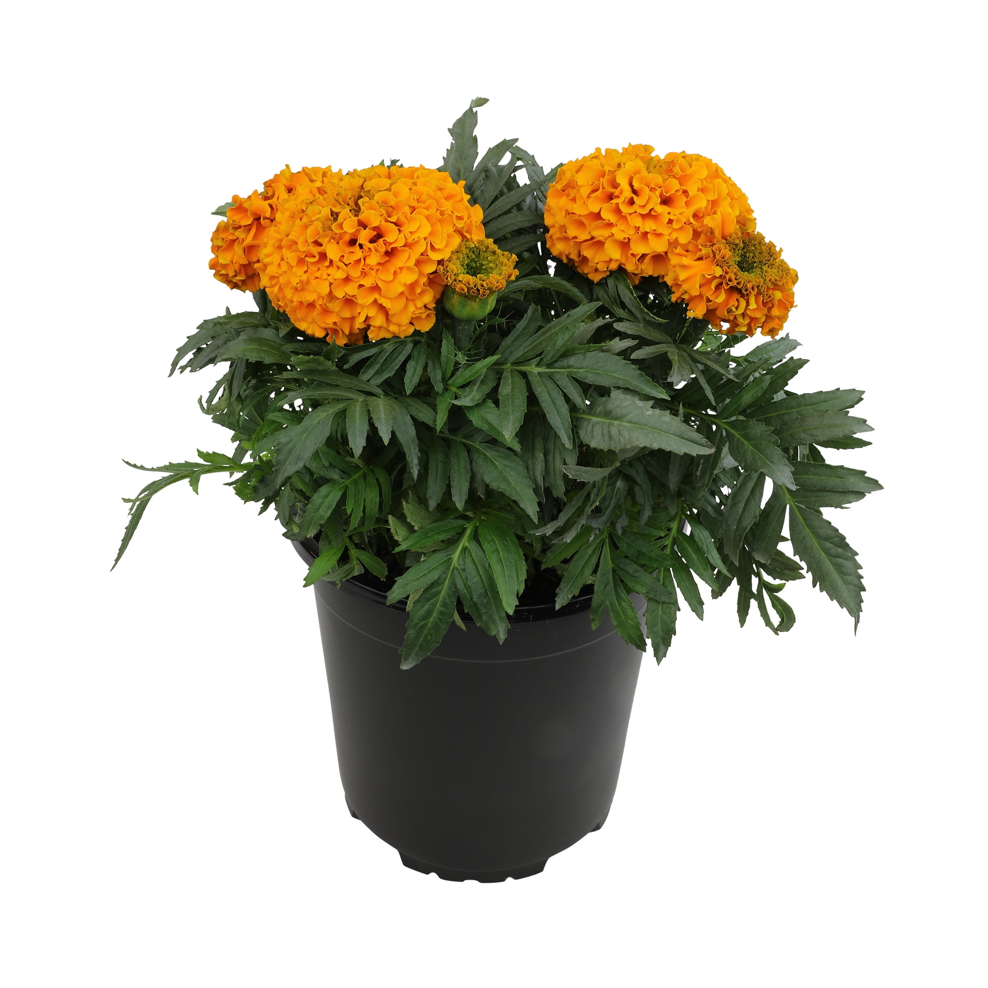 Expert Gardener 2QT Marigold Live Plant Sun