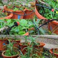 thumbnail image 5 of 100 Pcs Irrigation Dripper 16mm Adjustable Drip Watering Micro Automatic Drip for Plant Greenhouse Lawn, 5 of 5