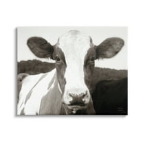 Stupell Industries Cow Portrait Farm Landscape Animals & Insects Photography Gallery Wrapped Canvas Print Wall Art, 30 x 24