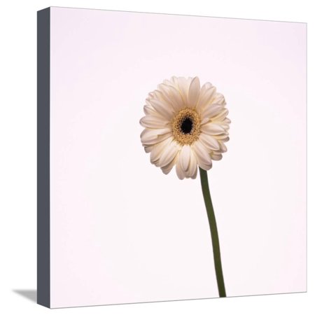 Gerbera Stretched Canvas Print Wall Art