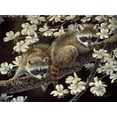 thumbnail image 2 of Goebel, Wilhelm 18x14 Gold Ornate Wood Framed with Double Matting Museum Art Print Titled - Dogwood Hideout - Young Raccoons, 2 of 4