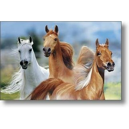Wild Horses Poster Poster Print By Bob Langrish New (Best Place To See Wild Horses)