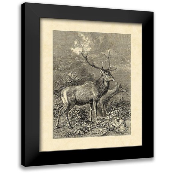 Specht, Friedrich 12x14 Black Modern Framed Museum Art Print Titled - Vintage Roe Deer II