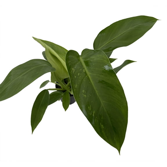 Rare Jose Buono Philodendron - 4" Pot - Collector's Series