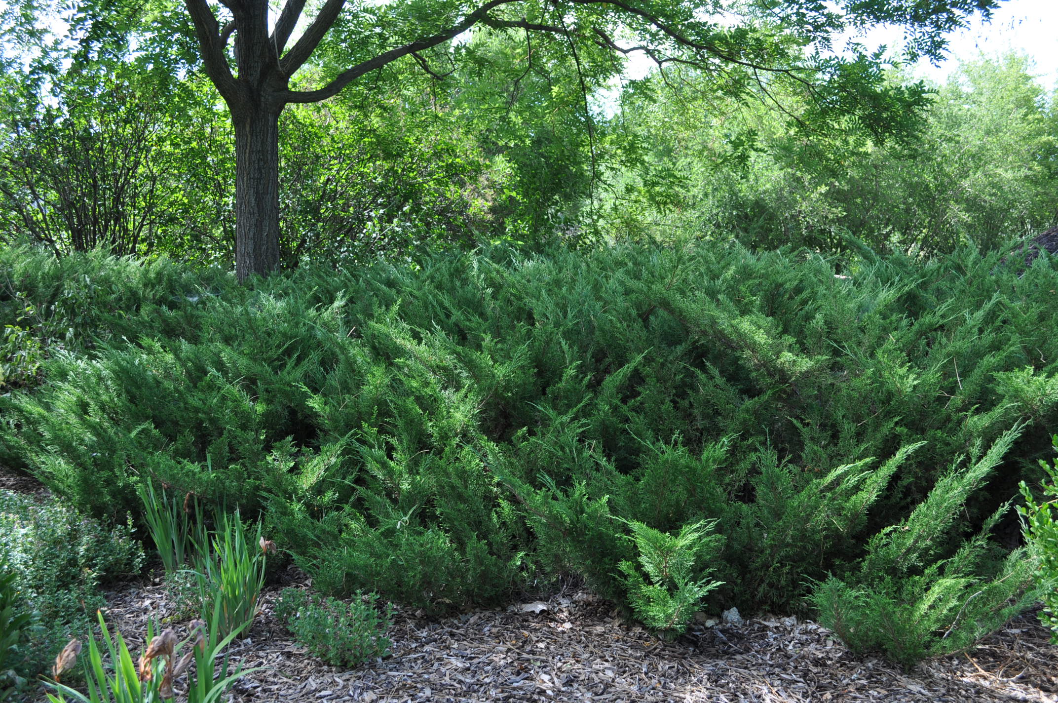 Expert Gardener 2.25G Juniper Sea Green Evergreen Live Shrubs Full Sun ...