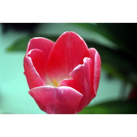 Perennial Tulip Collection Canvas Print Blossom Floral Perennial Tulip Flower Spring Stretched Canvas 10 x 14 ()